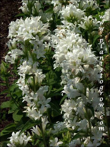 (early June)